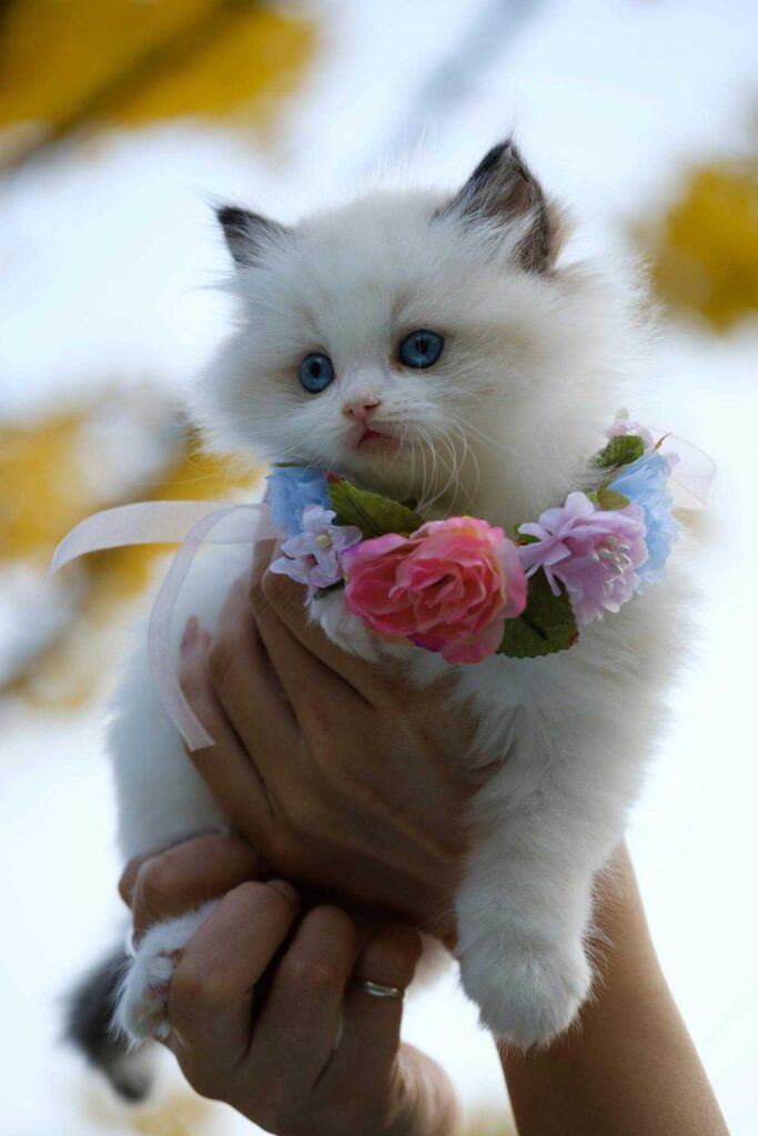 Cute Cat DP