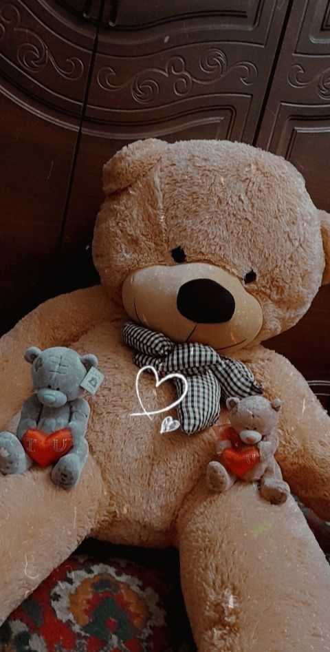 Teddy Bear Photos DP