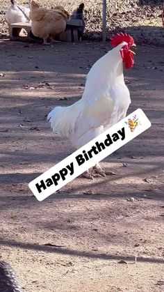 Happy Birthday Meme